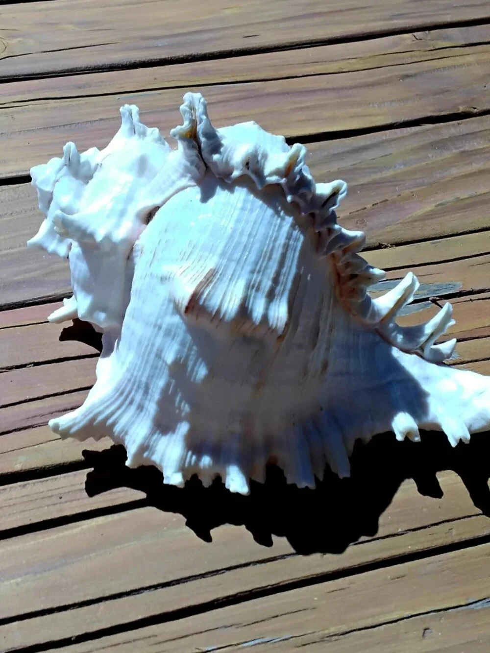 8.5" Ramose Murex Sea Shell Coastal Decor.  Chicoreus Ramosus - Picture 3 of 6
